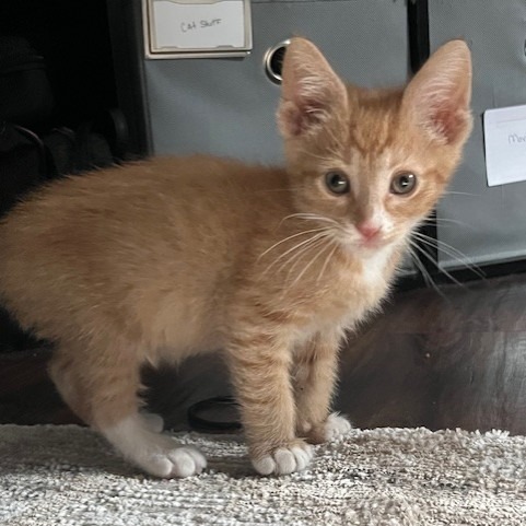 Chester