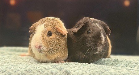 Honeybun & Franni 1