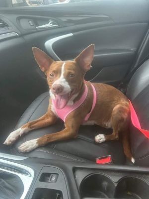 Gracie