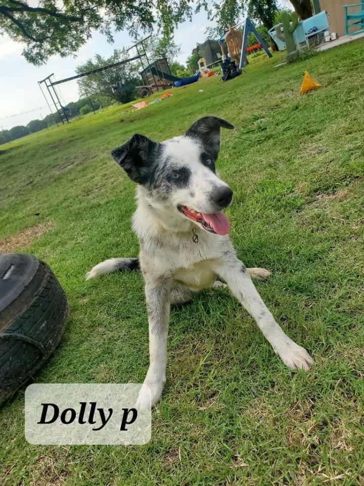 Dolly 2