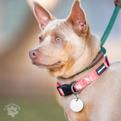Star, an adoptable Terrier, Mixed Breed in Honolulu, HI, 96826 | Photo Image 1