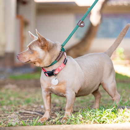 Star, an adoptable Terrier, Mixed Breed in Honolulu, HI, 96826 | Photo Image 2