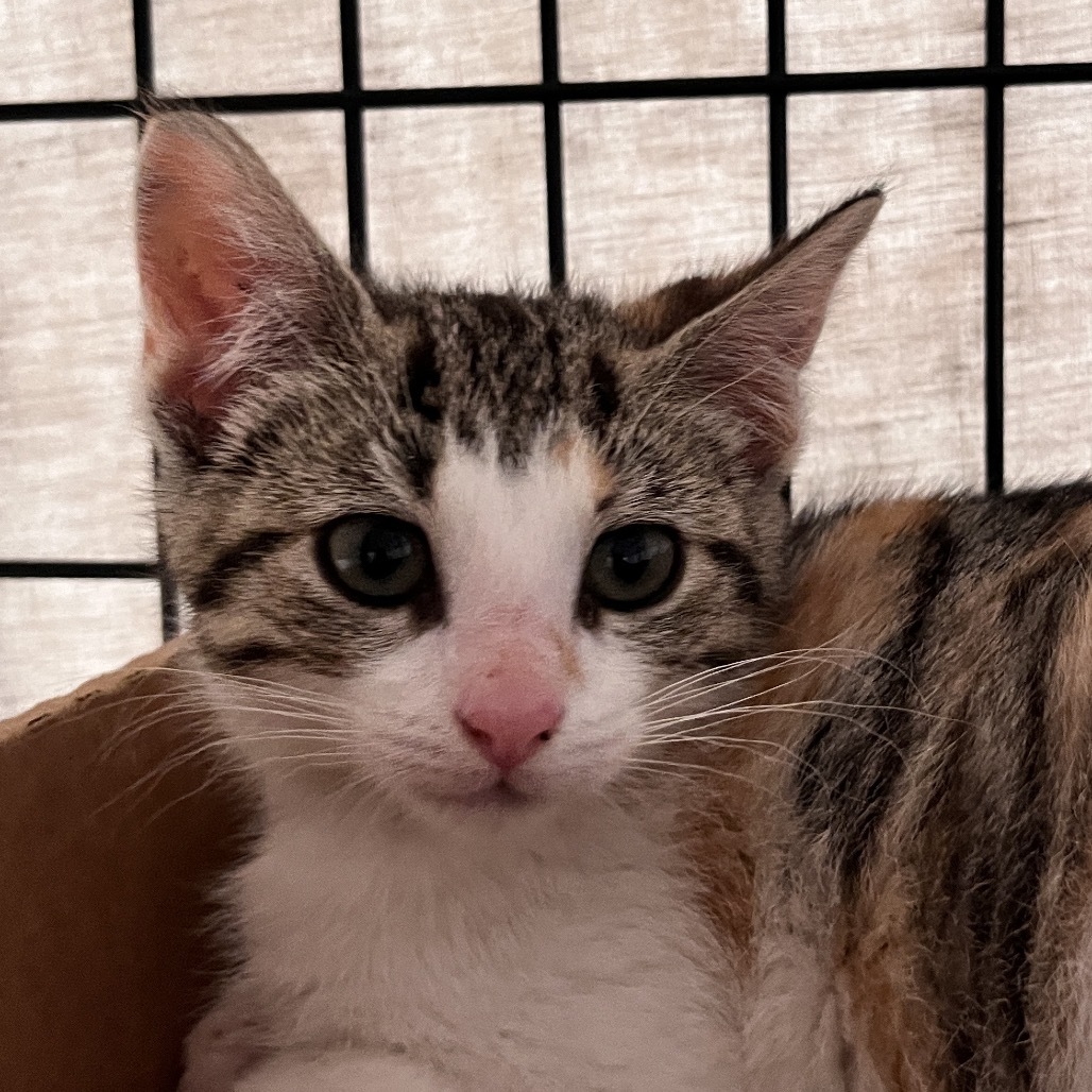 Barbra