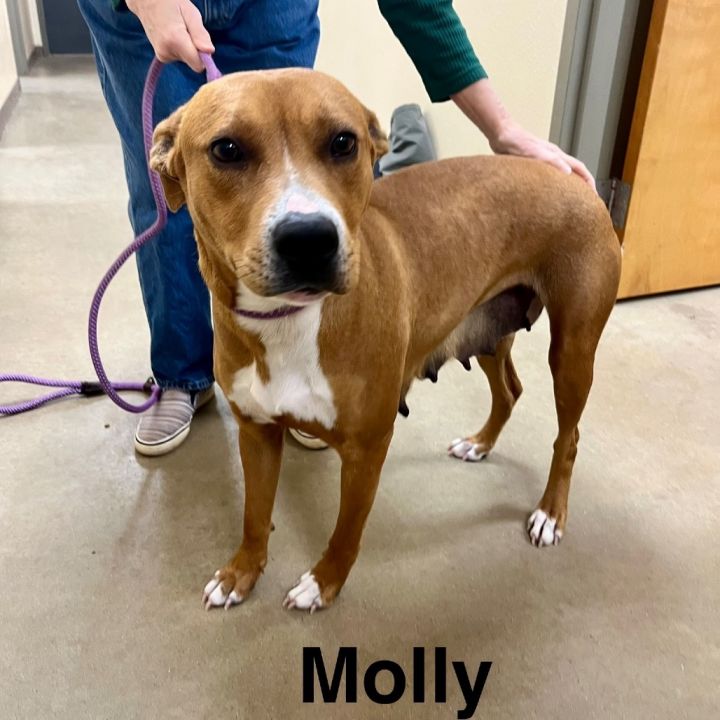 molly 2