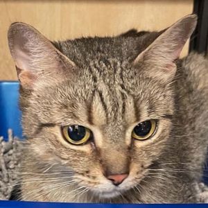 Willowy: adoption pending Domestic Short Hair Cat