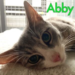 Abby, Milo, and Toni: Courtesy Post Domestic Short Hair Cat