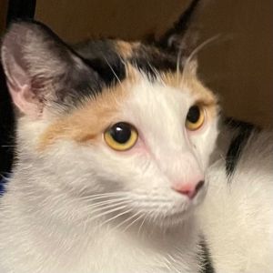 Amber Domestic Short Hair Cat