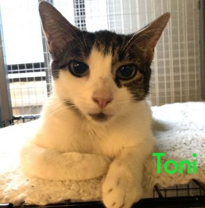 Toni, Abby, and Milo: Courtesy Post Domestic Short Hair Cat