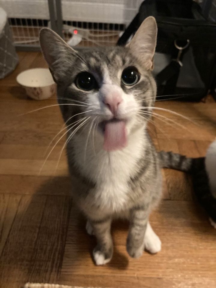 Abby and Milo: Courtesy Post 2