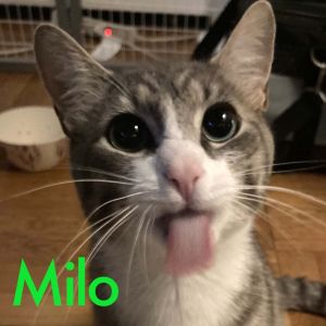 Milo, Abby, and Toni: Courtesy Post Domestic Short Hair Cat