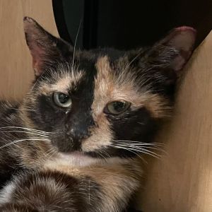 Violet: adoption pending Domestic Short Hair Cat