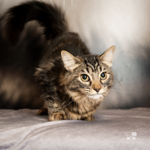 KitKat