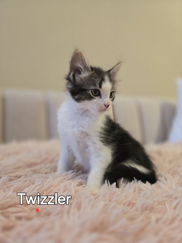 Twizzler 6