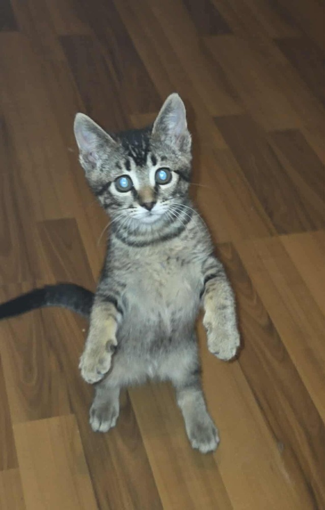 Sasha, an adoptable Abyssinian, Tabby in Calimesa, CA, 92320 | Photo Image 1