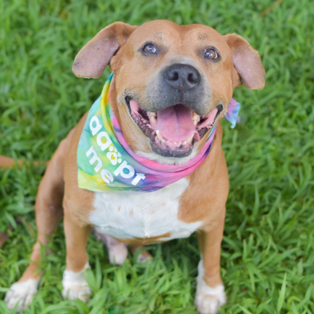 Leo, an adoptable Mixed Breed in Kailua Kona, HI, 96740 | Photo Image 1