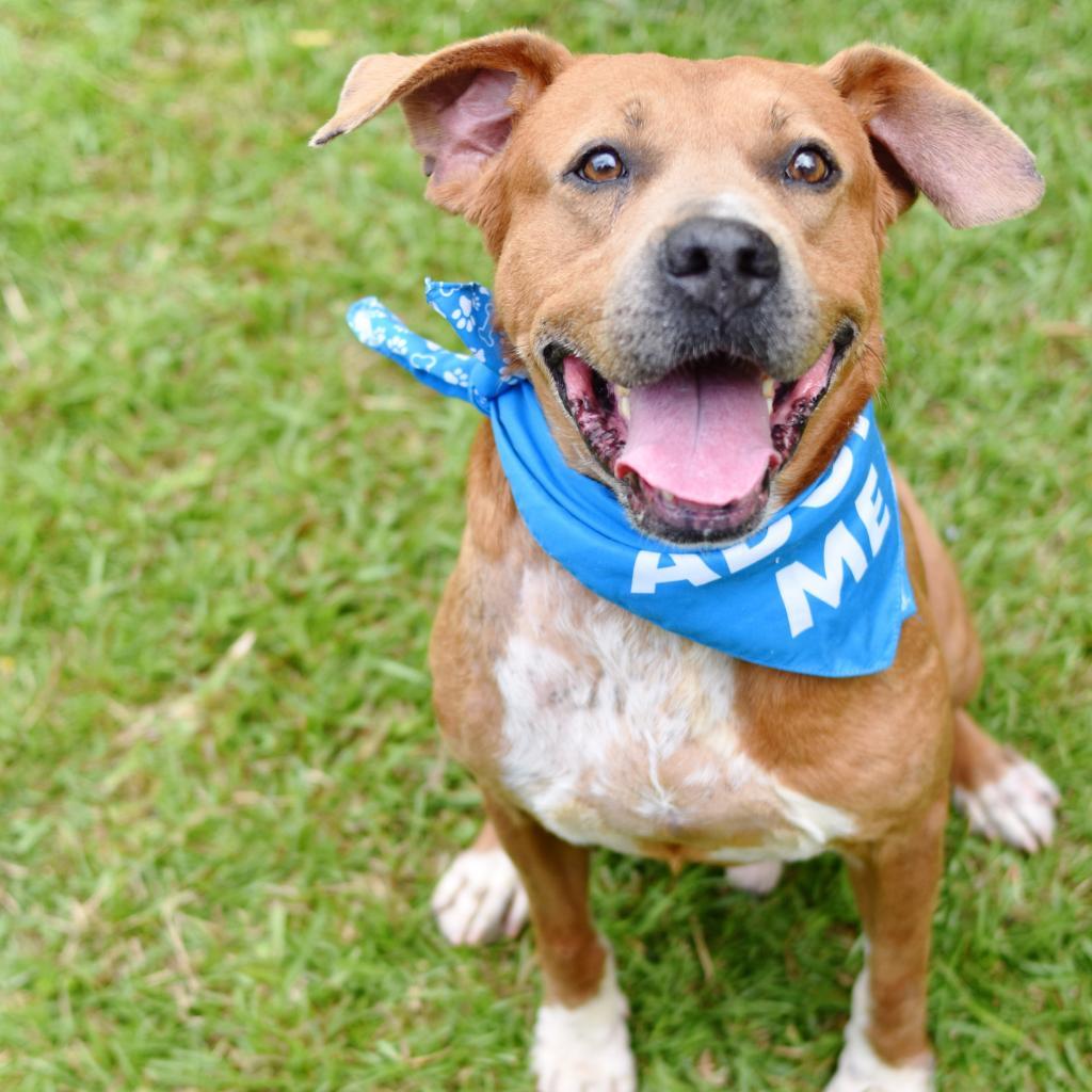 Leo, an adoptable Mixed Breed in Kailua Kona, HI, 96740 | Photo Image 2