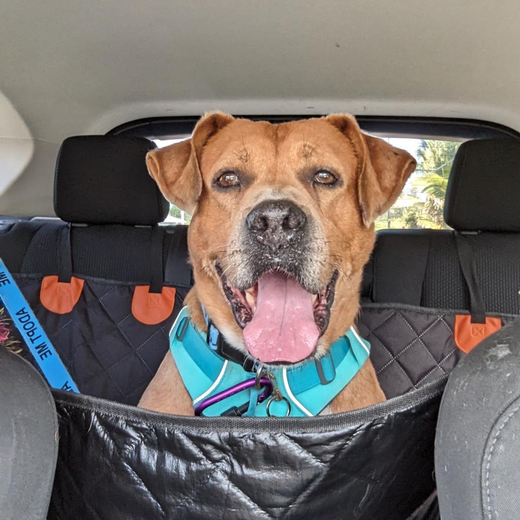 Leo, an adoptable Mixed Breed in Kailua Kona, HI, 96740 | Photo Image 3