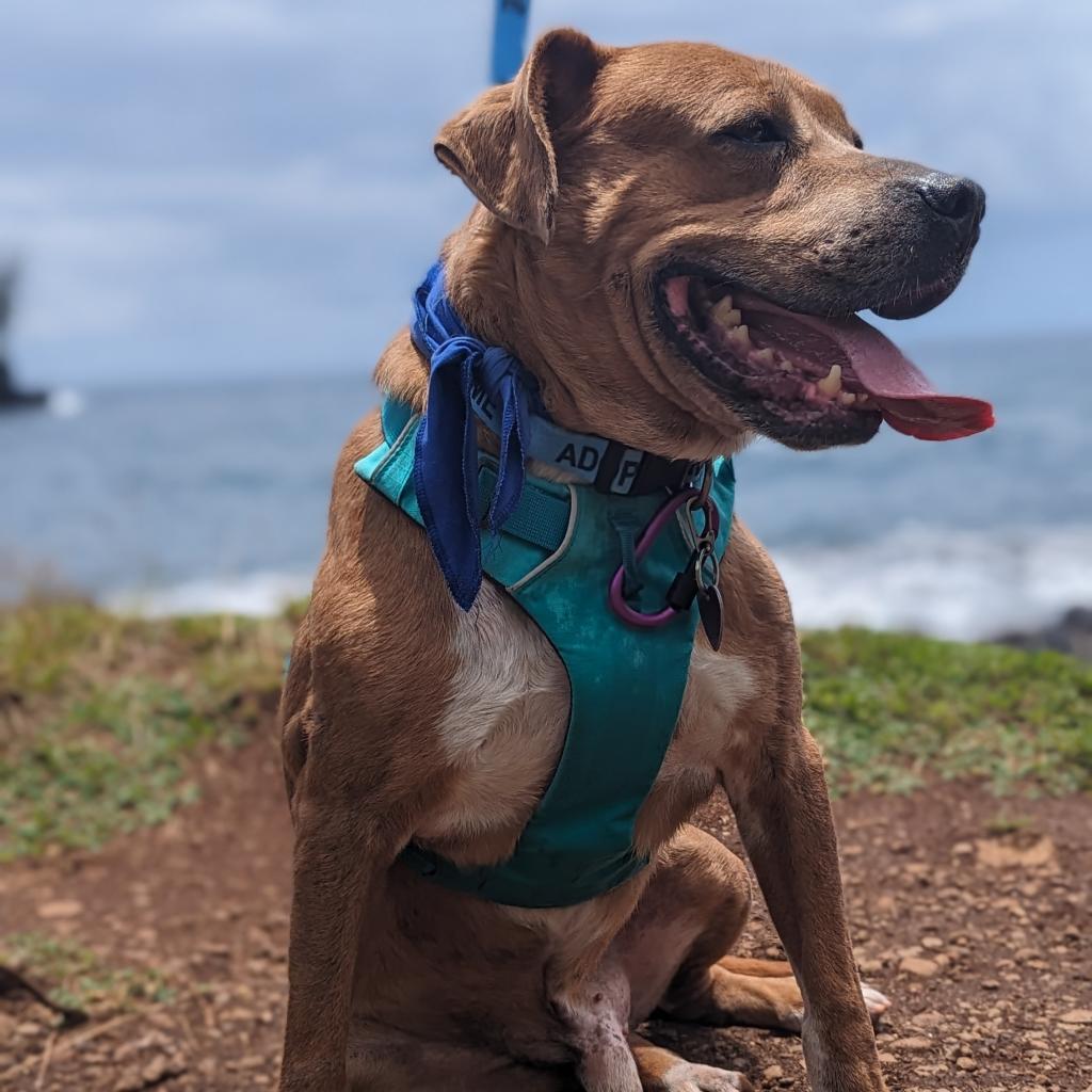 Leo, an adoptable Mixed Breed in Kailua Kona, HI, 96740 | Photo Image 4