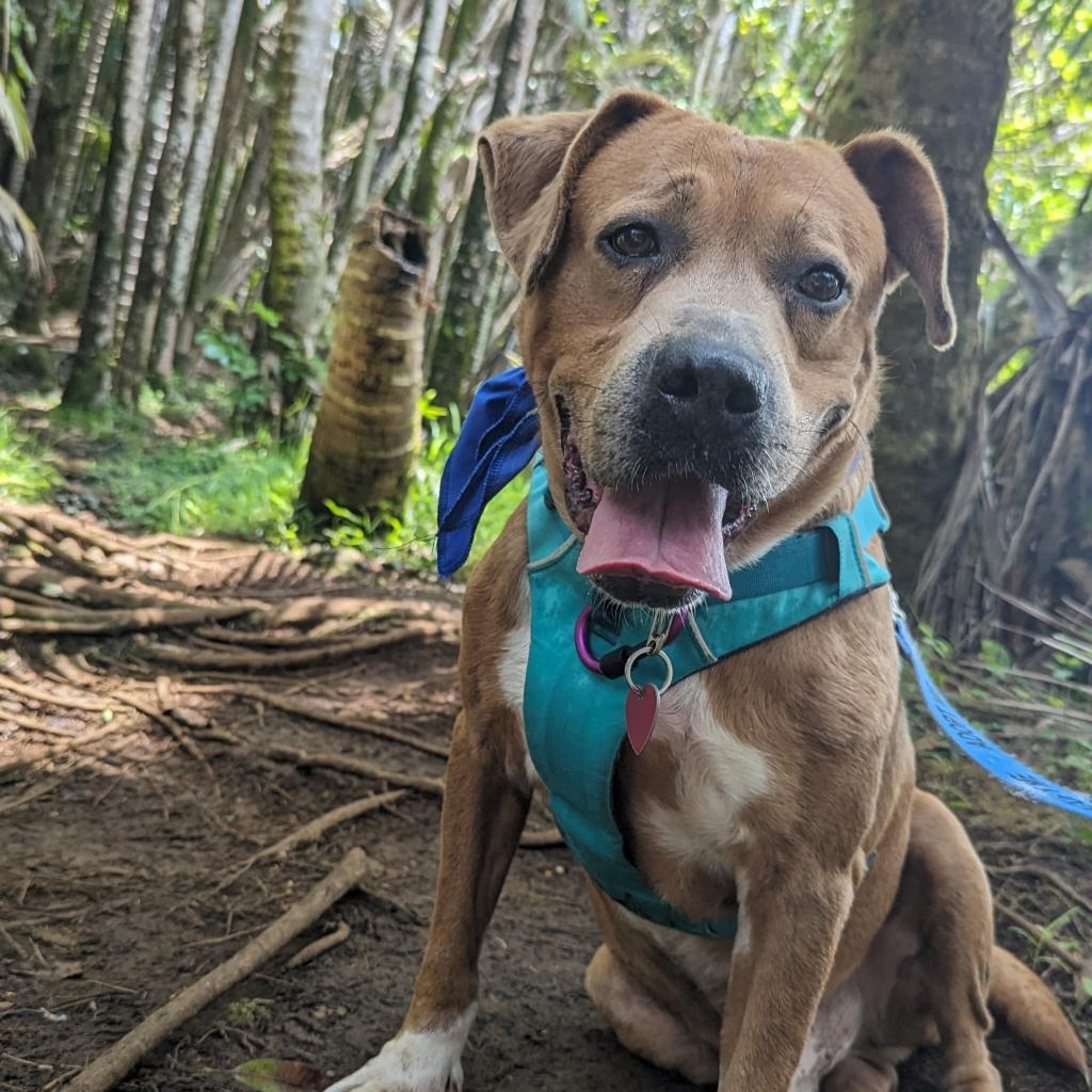 Leo, an adoptable Mixed Breed in Kailua Kona, HI, 96740 | Photo Image 5