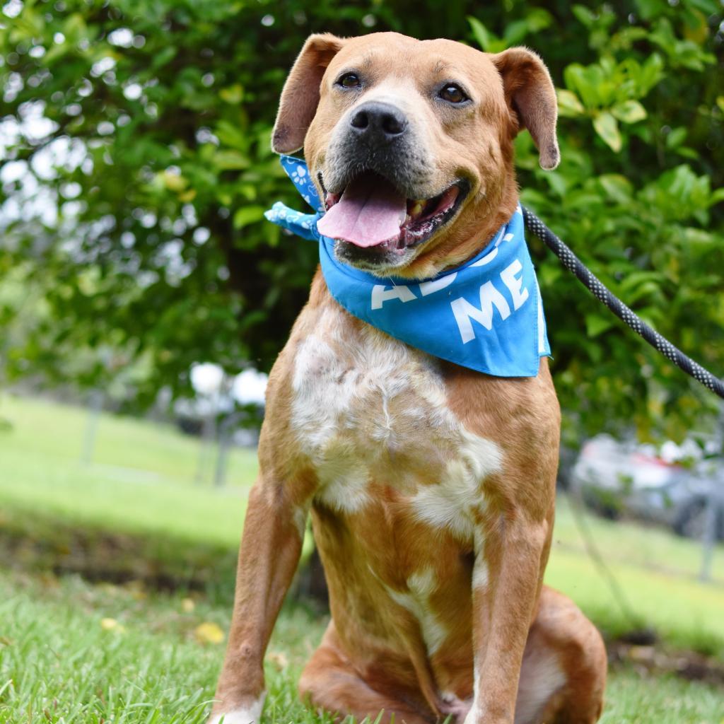 Leo, an adoptable Mixed Breed in Kailua Kona, HI, 96740 | Photo Image 6