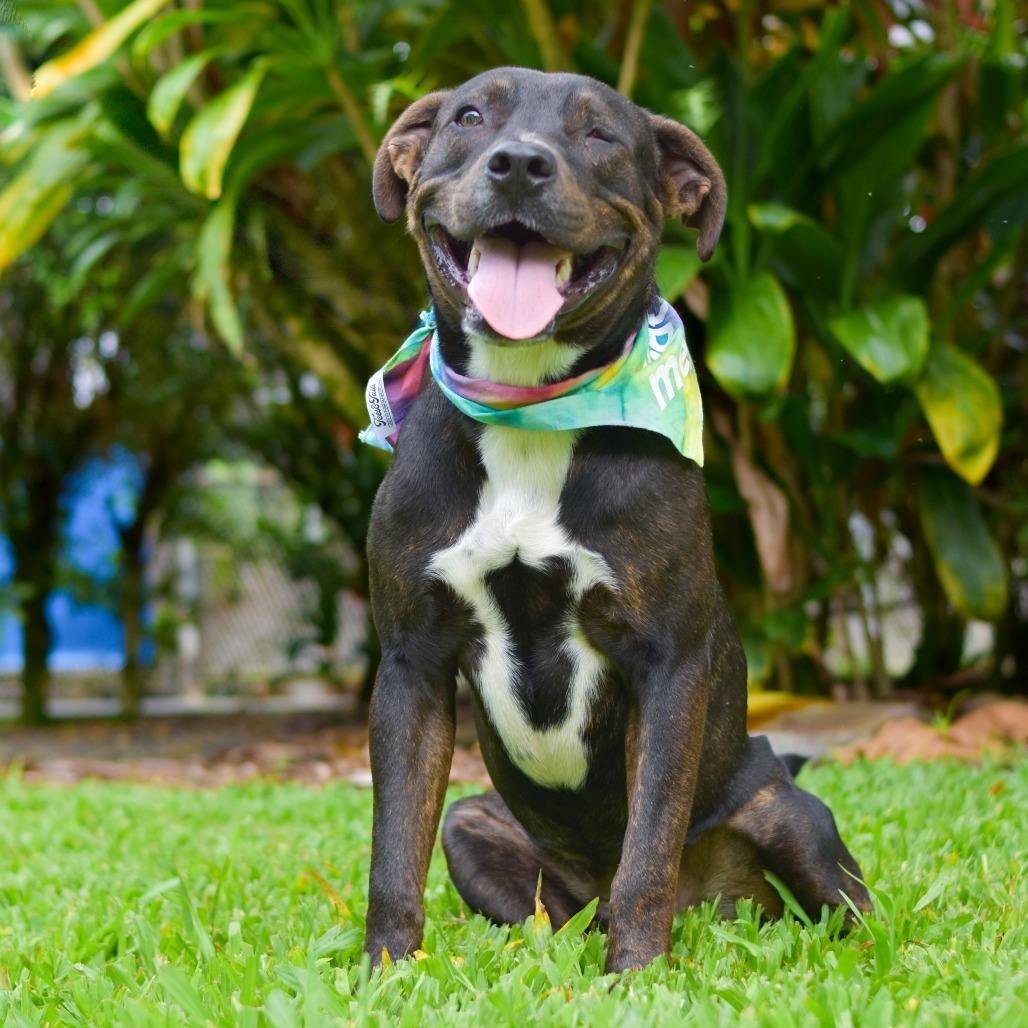 Frankie, an adoptable Mixed Breed in Kailua Kona, HI, 96740 | Photo Image 1