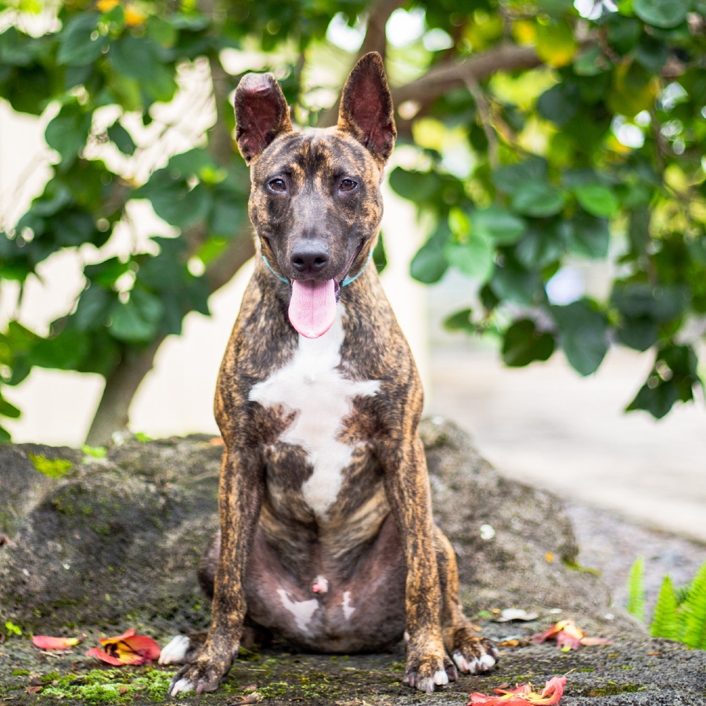 Frito, an adoptable Mixed Breed in Kailua Kona, HI, 96740 | Photo Image 1