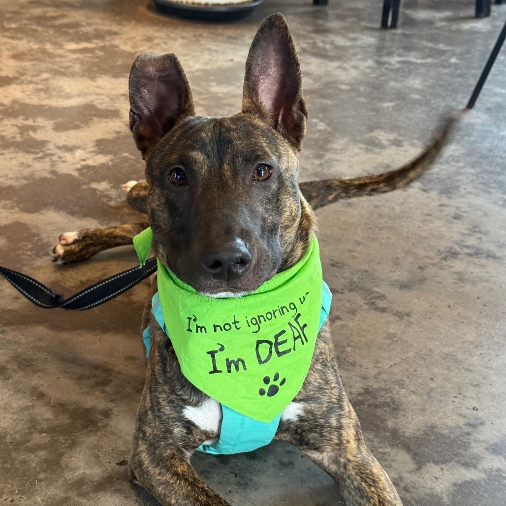 Frito, an adoptable Mixed Breed in Kailua Kona, HI, 96740 | Photo Image 1