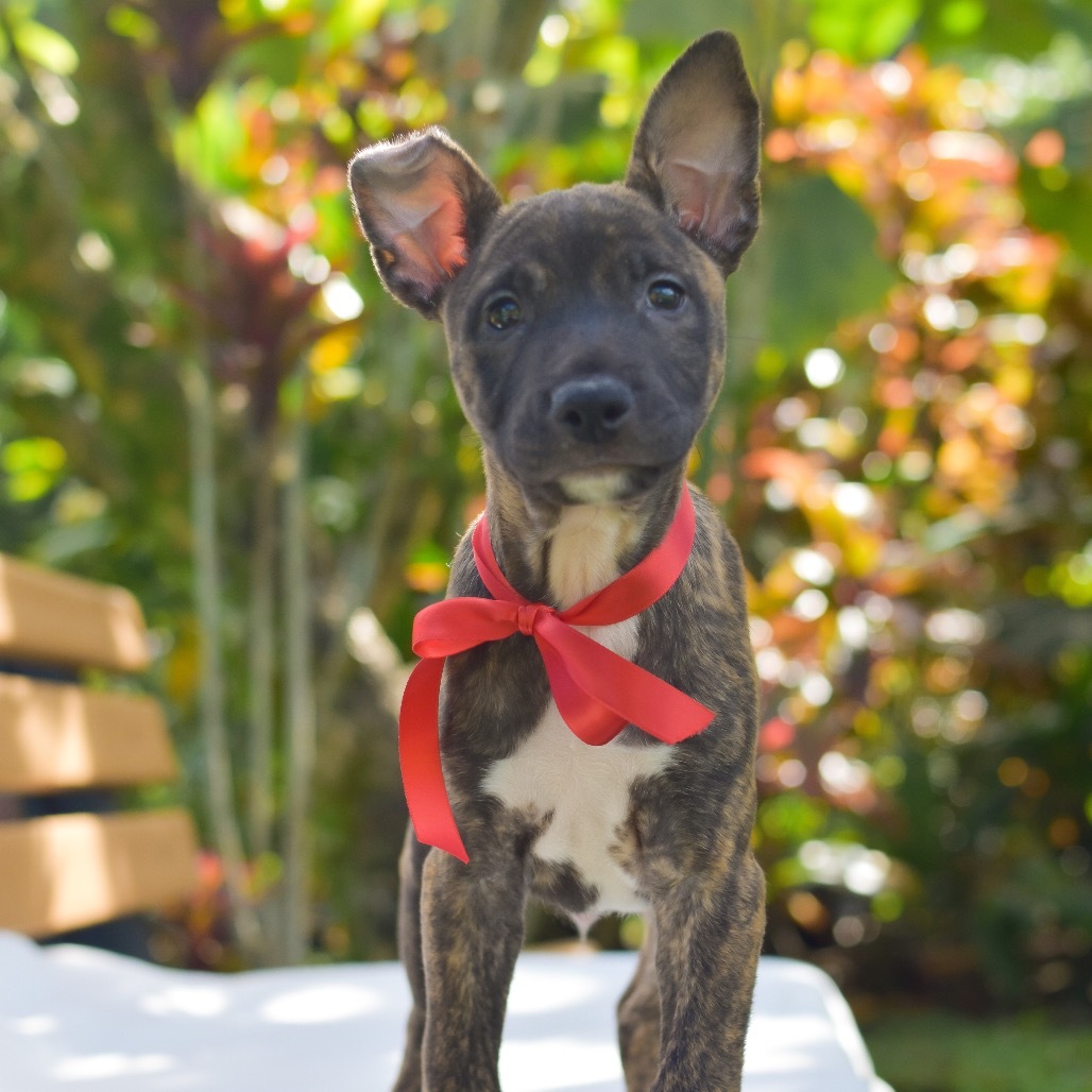 Frito, an adoptable Mixed Breed in Kailua Kona, HI, 96740 | Photo Image 2