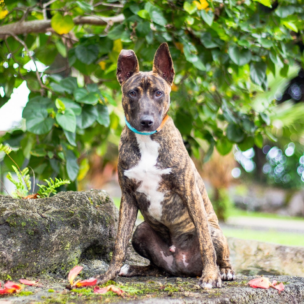 Frito, an adoptable Mixed Breed in Kailua Kona, HI, 96740 | Photo Image 3