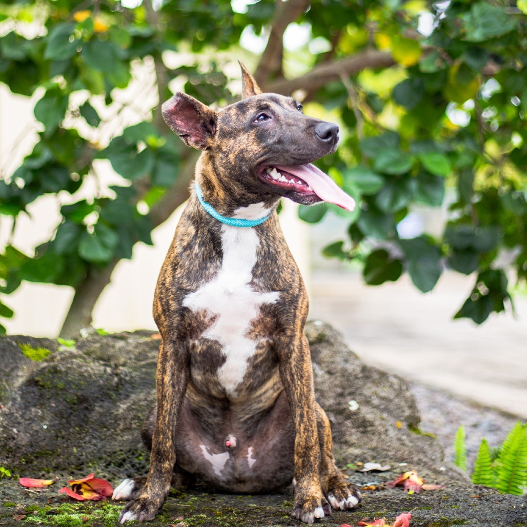 Frito, an adoptable Mixed Breed in Kailua Kona, HI, 96740 | Photo Image 4