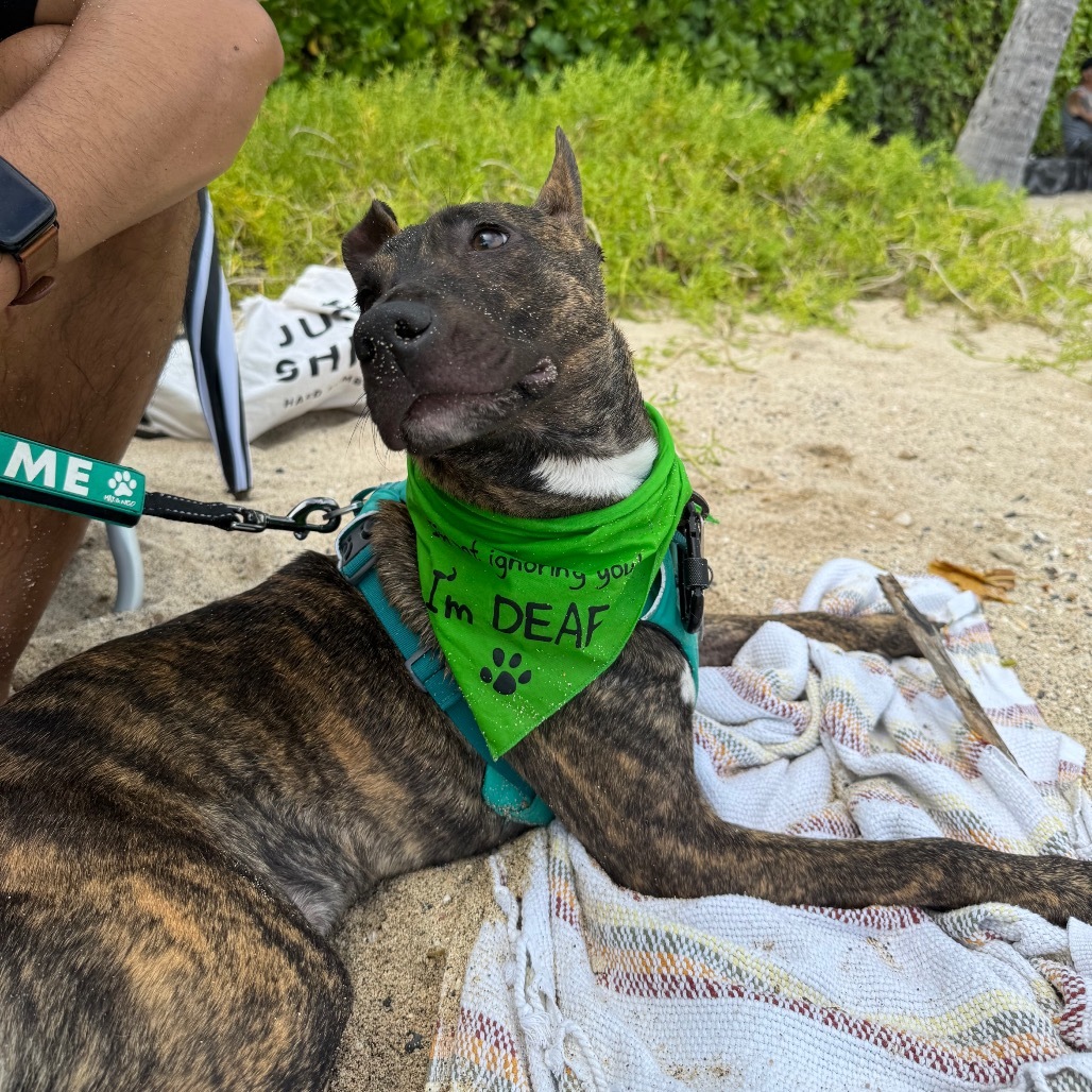 Frito, an adoptable Mixed Breed in Kailua Kona, HI, 96740 | Photo Image 6