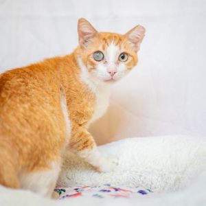 Hobie, Adult Male Domestic Short Hair