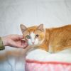 Hobie photo 3