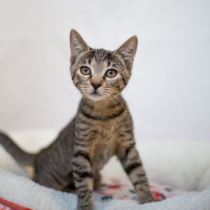 Scully, Baby Female Domestic Short Hair