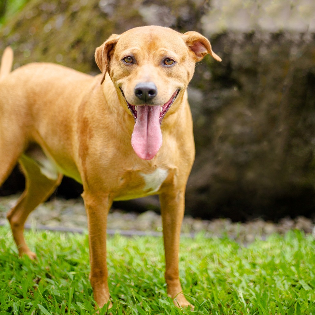 Whiskey, an adoptable Mixed Breed in Kailua Kona, HI, 96740 | Photo Image 1