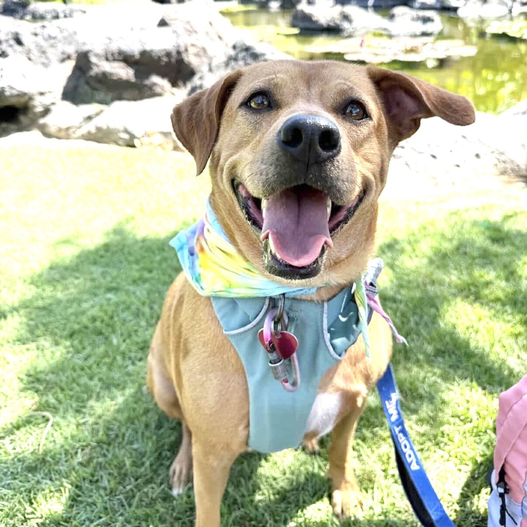 Whiskey, an adoptable Mixed Breed in Kailua Kona, HI, 96740 | Photo Image 1