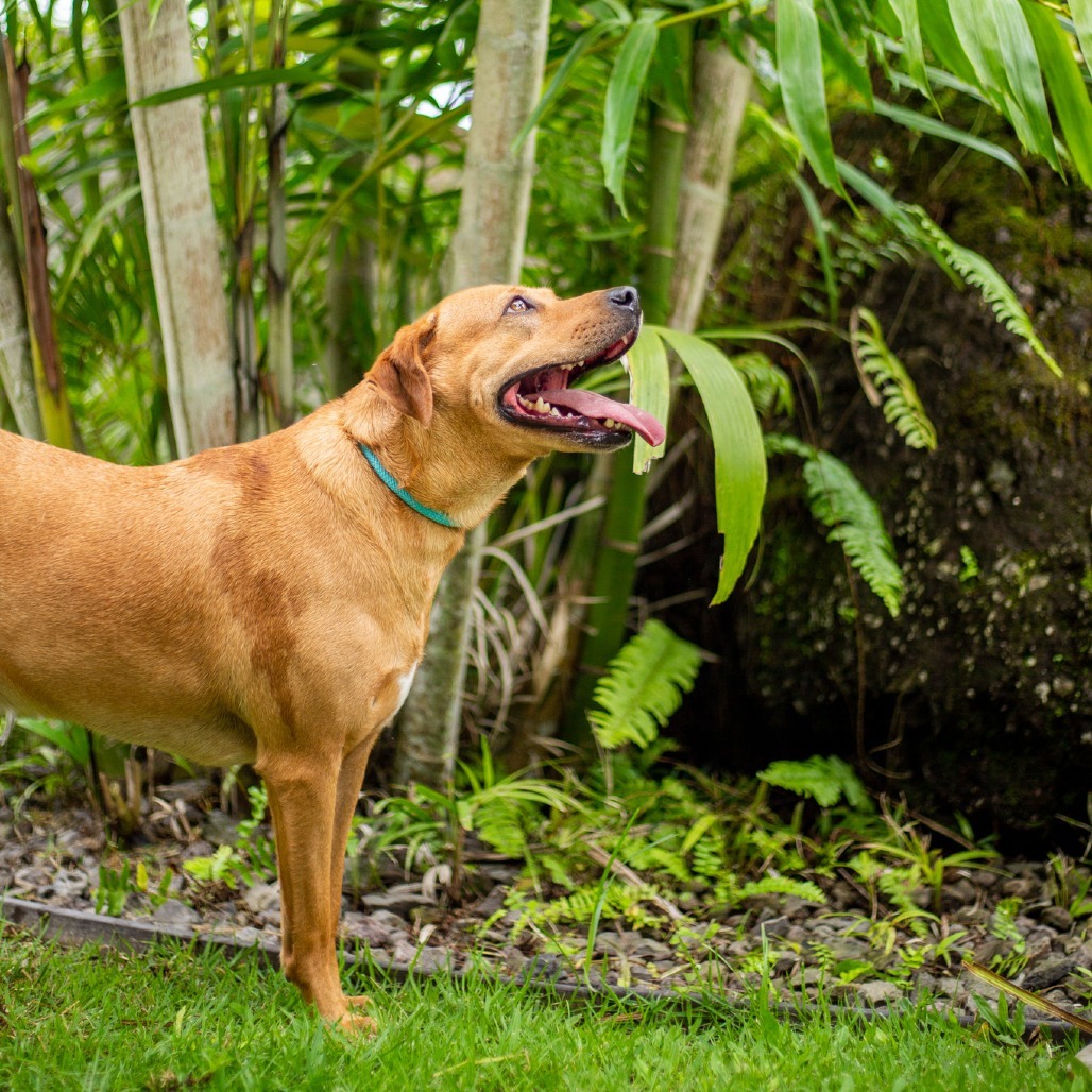Whiskey, an adoptable Mixed Breed in Kailua Kona, HI, 96740 | Photo Image 2