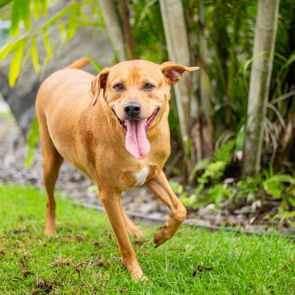 Whiskey, an adoptable Mixed Breed in Kailua Kona, HI, 96740 | Photo Image 3