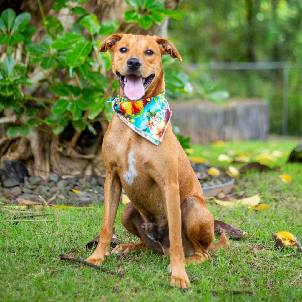 Scooby, an adoptable Mixed Breed in Kailua Kona, HI, 96740 | Photo Image 1