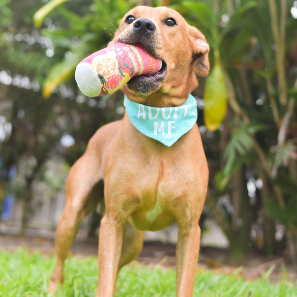 Scooby, an adoptable Mixed Breed in Kailua Kona, HI, 96740 | Photo Image 2