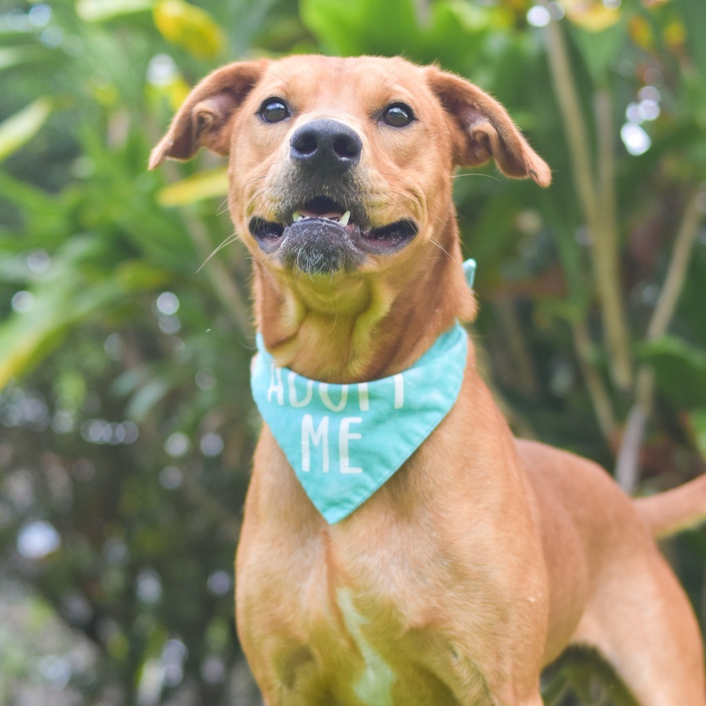 Scooby, an adoptable Mixed Breed in Kailua Kona, HI, 96740 | Photo Image 3