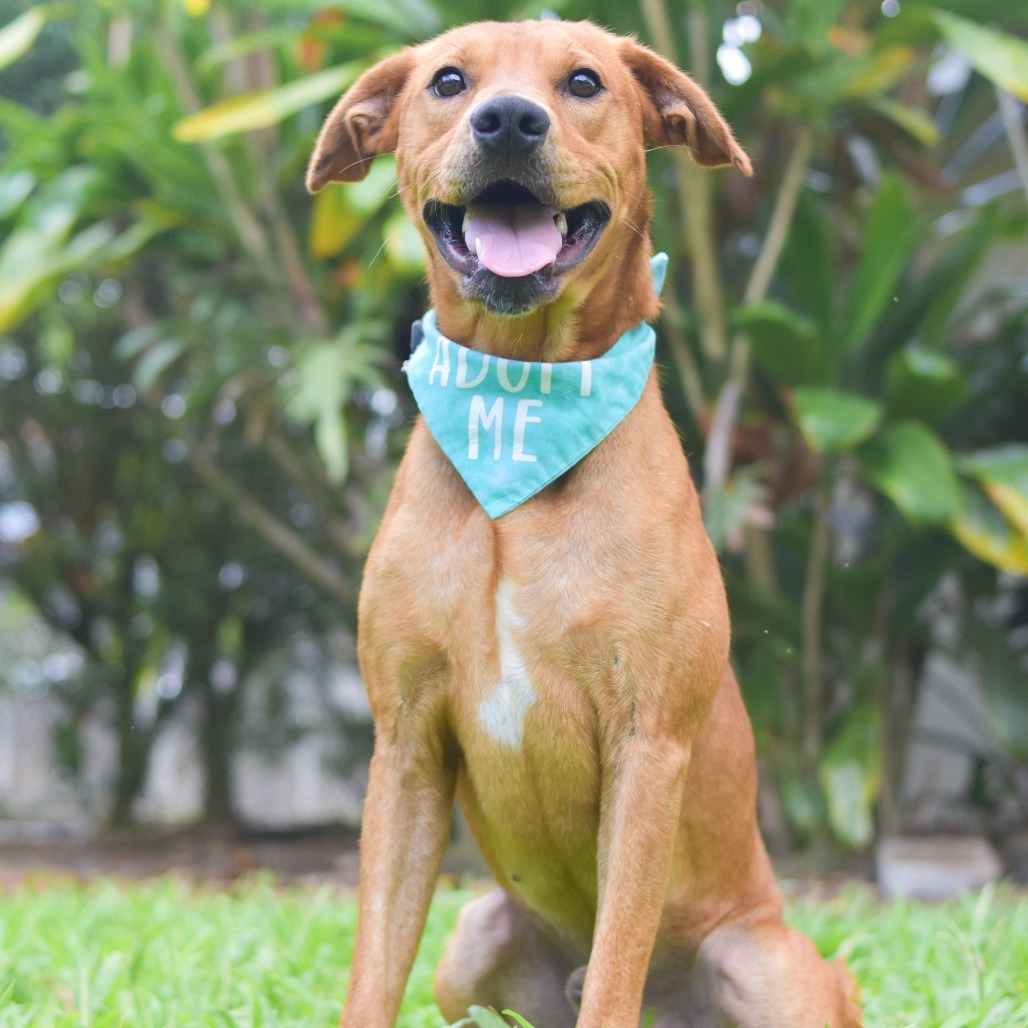 Scooby, an adoptable Mixed Breed in Kailua Kona, HI, 96740 | Photo Image 4