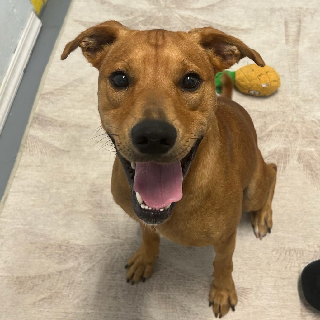 Scooby, an adoptable Mixed Breed in Kailua Kona, HI, 96740 | Photo Image 5