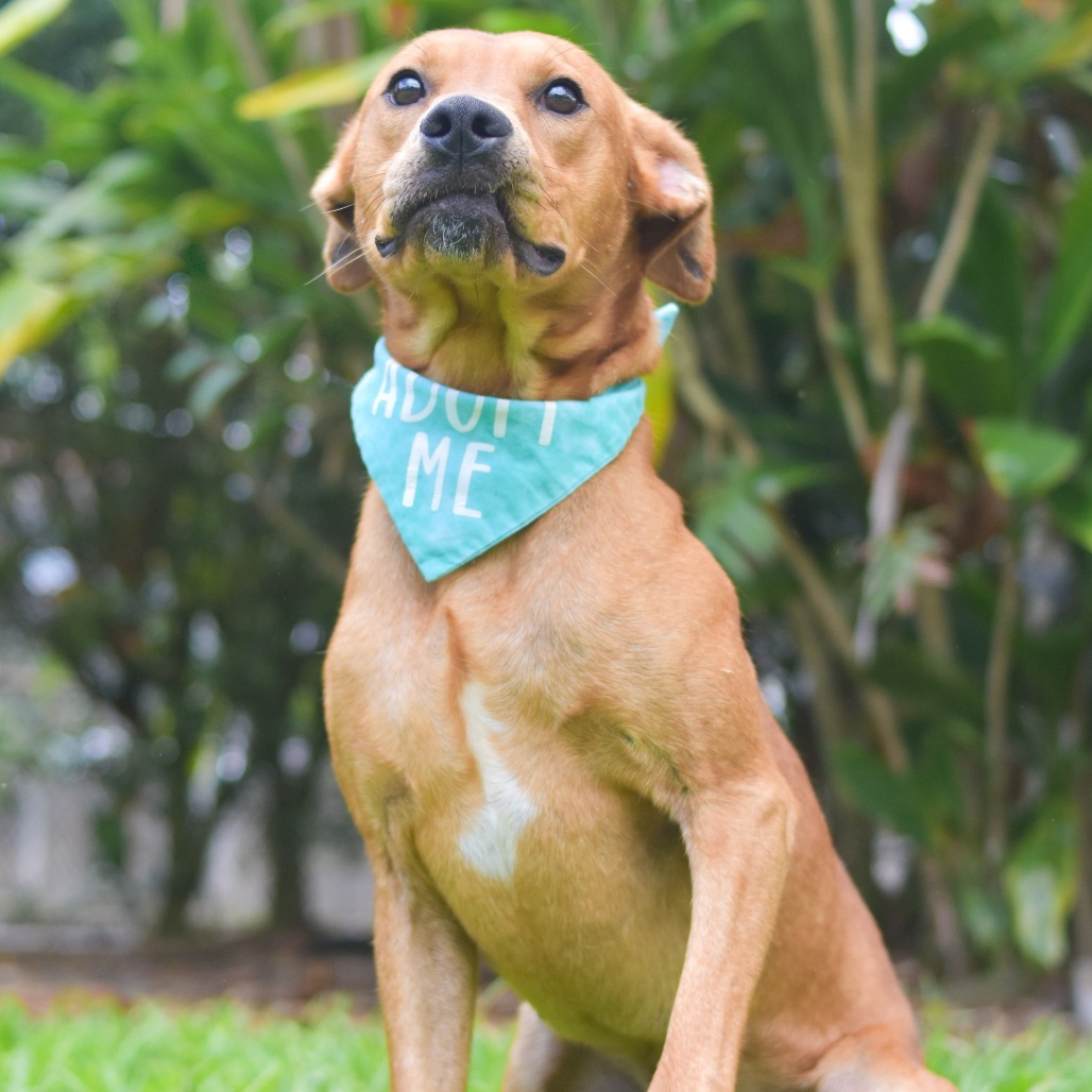 Scooby, an adoptable Mixed Breed in Kailua Kona, HI, 96740 | Photo Image 5