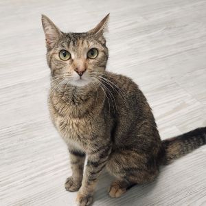 Bitsy, Adult Female Domestic Short Hair
