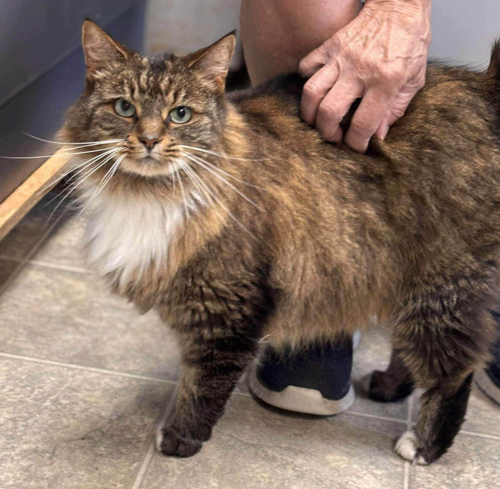 Sweet Pea: Visit At Petsmart Lynchburg