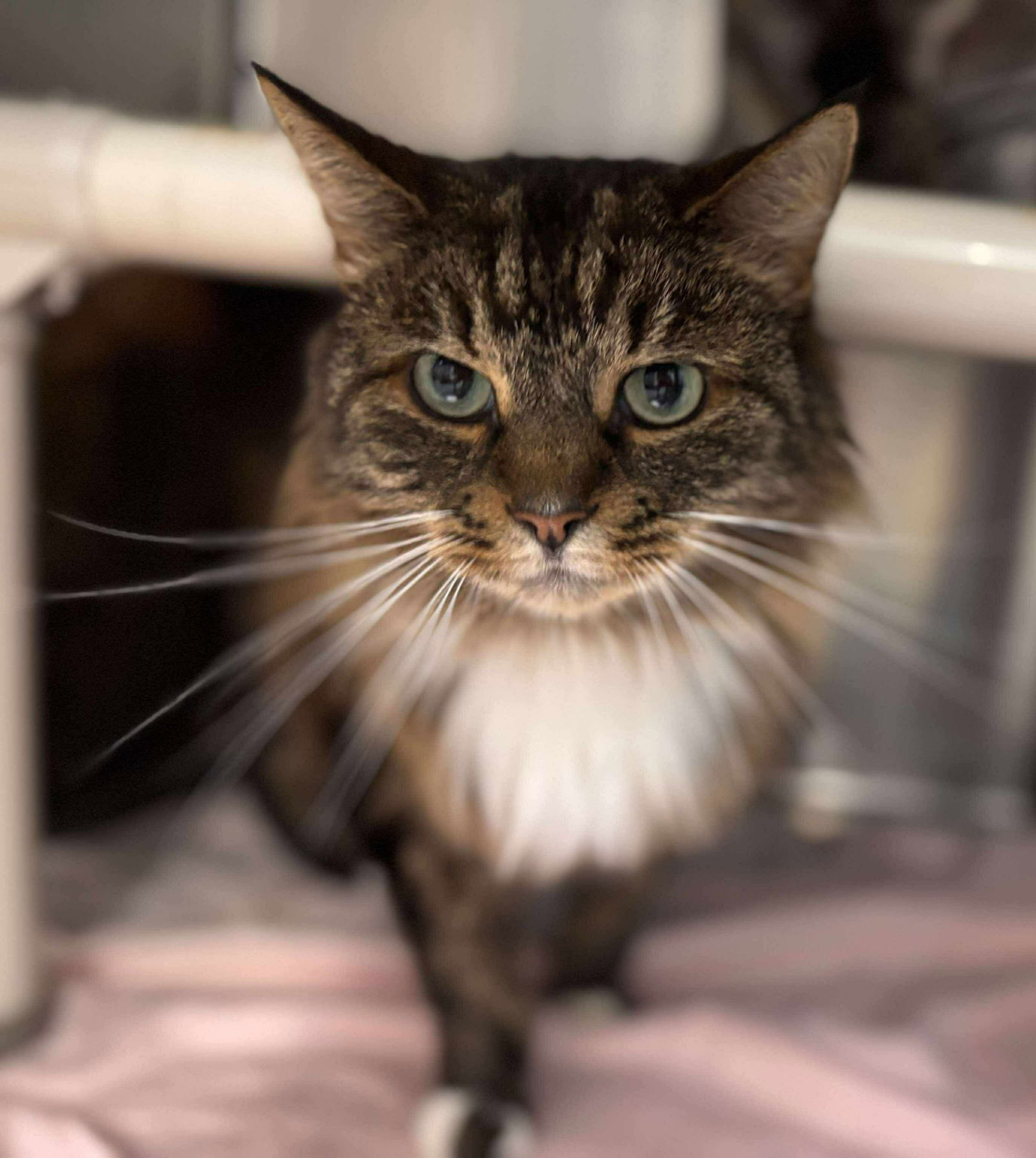 Sweet Pea: Visit At Petsmart Lynchburg