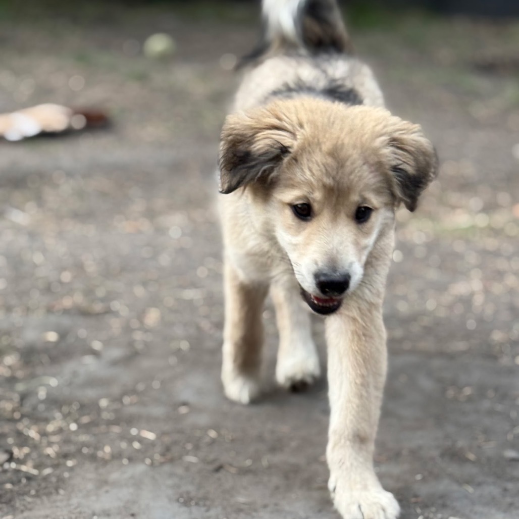 Sarge, an adoptable Mixed Breed in Bismarck, ND, 58507 | Photo Image 1