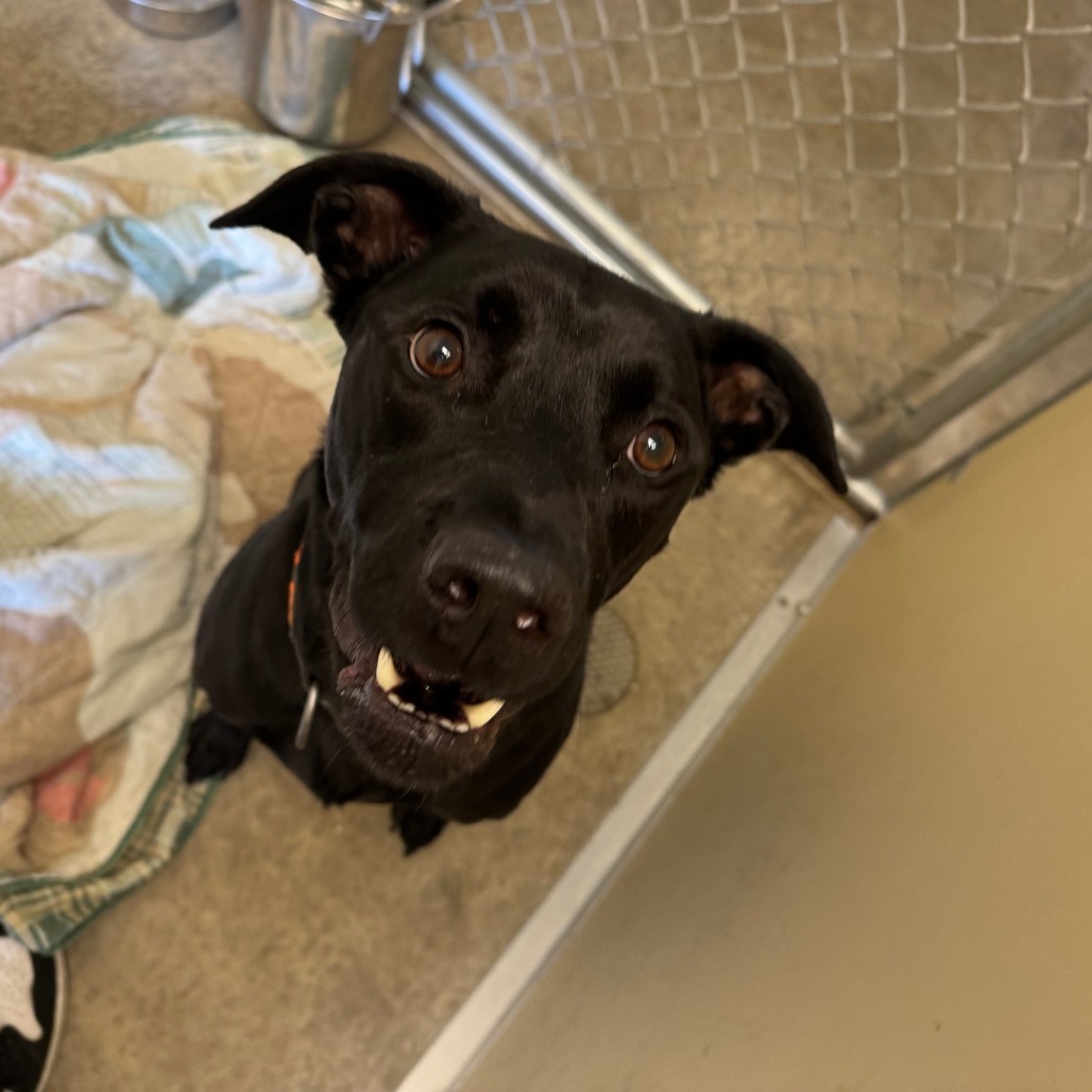Solo, an adoptable Black Labrador Retriever in Cody, WY, 82414 | Photo Image 1