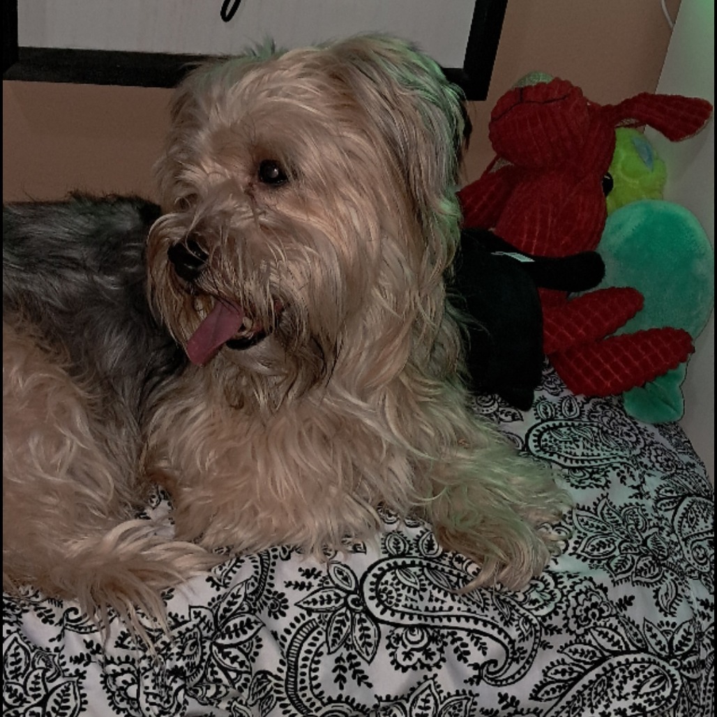Chewie